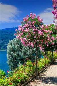 顧長歌安陵王完本小說封面