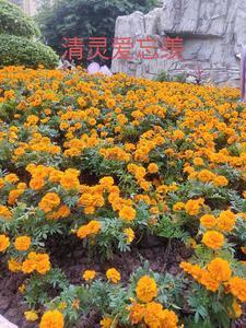 清靈愛(ài)忘羨封面