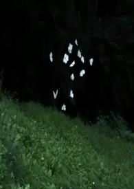 林迦南溫景琛小說免費(fèi)封面