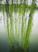 刺世女孩知乎封面