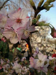 清風(fēng)綿綿封面